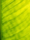 Pattern of Bright Anthurium Leaf