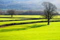 A pattern of bright green empty grazing fields with short grass Royalty Free Stock Photo