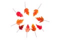 Pattern of bright red, maroon autumn leaves on a white background Royalty Free Stock Photo