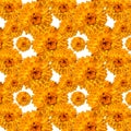 Pattern calendula marigolds bloomed