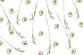 Pattern with chamomile and green grass spica on white background Royalty Free Stock Photo