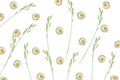 Pattern with chamomile and green grass spica on white background Royalty Free Stock Photo