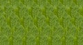 Pattern Chaplo leaves Green background Royalty Free Stock Photo