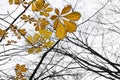 Pattern of chestnut leaves Royalty Free Stock Photo