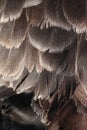 a pattern of cockatiel parrot bird gray feathers Royalty Free Stock Photo