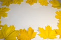 Pattern of colorful autumn leaves, yellow leaves, white background, lying flat, copy space