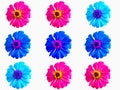 Pattern colorful flower zinnia violacea Royalty Free Stock Photo