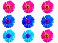 Pattern colorful flower zinnia violacea