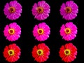 Pattern colorful flower zinnia violacea Royalty Free Stock Photo