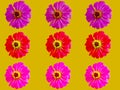 Pattern colorful flower zinnia violacea Royalty Free Stock Photo