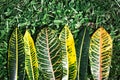 Pattern and colorful of leaves on grass background