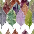 Pattern with colourfull leaves with white