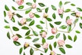 The pattern, composition of green leaves and pink flowers, roses