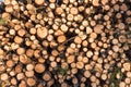 Pulpwood pile pattern Royalty Free Stock Photo