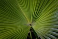 Pattern of Converging Lines on a Fan Palm