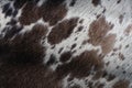 Pattern of cow fur texture