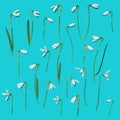 Pattern created from fresh natural spring flowers snowdrops and leaves. Top vies on bright blue background