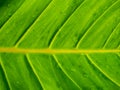 Pattern of Crystal Anthurium Leaf with The Water Drops Royalty Free Stock Photo