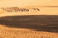 Pattern of curved ridges and furrows on a sandy field. traces on the sand Royalty Free Stock Photo