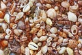 Pattern of cute beautiful colorful seashells on beach Royalty Free Stock Photo