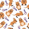 Pattern with cute quokka animal australia. vector illustration