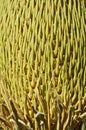 Pattern of cycas flower Royalty Free Stock Photo