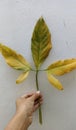 The pattern of a dead leaf of syngonium podophyllum, tropical vining ornamental plant in Indonesia, fast and easy to grow