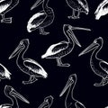 Pattern of the drawn pelicans