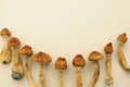 Pattern of dried psilocybe cubensis on white backfround, flat lay. Psilocybin mushrooms isolated in group. Magic shrooms Golden Te Royalty Free Stock Photo