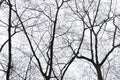 Pattern of dried tree braches texture against white empty sky