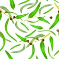 Pattern eucalyptus leaves and seeds Royalty Free Stock Photo