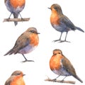 Pattern with european robin bids Royalty Free Stock Photo
