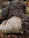 Pattern of fallen coconut tree roots. Royalty Free Stock Photo