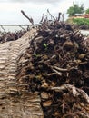 Pattern of fallen coconut tree roots. Royalty Free Stock Photo