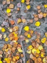 Pattern of fallen yellow Poplar leaves on bare ground, Alberta, Canada. Royalty Free Stock Photo