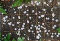 Pattern of falling white flowers petals of viburnum tree