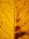the pattern of falling and yellowing rambutan leaves.
