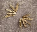 Pattern fan is made of grains and spikelets of bread laid on the