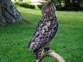 Pattern of feathers on the back of a young Eurasian eagle-owl, Bubo bubo