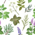pattern featuring patchouli, rosemary, mint, basil, sage, dill, oregano, thyme, Royalty Free Stock Photo