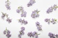 Pattern with flowers, lilac, branches and leaves isolated on white background. Top view Royalty Free Stock Photo