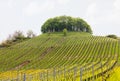 Pattern formed by rows of grape vines in vineyard Castell Royalty Free Stock Photo