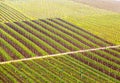 Pattern formed by rows of grape vines in vineyard Castell Royalty Free Stock Photo