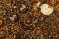 Pattern of fossilized Ammonites - ancient molluscs of the order cephalopods