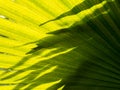 Pattern of Fountain Palm Leaf Royalty Free Stock Photo