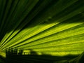 Pattern of Fountain Palm Leaf Royalty Free Stock Photo