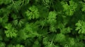 Pattern Fragrant green dill plant