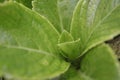 Pattern Fresh Budding Leaves Hydrangea Macrophylla om selective focus