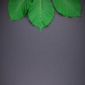 Pattern with fresh green chestnut leaves Royalty Free Stock Photo