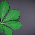 Pattern with fresh green chestnut leaves Royalty Free Stock Photo